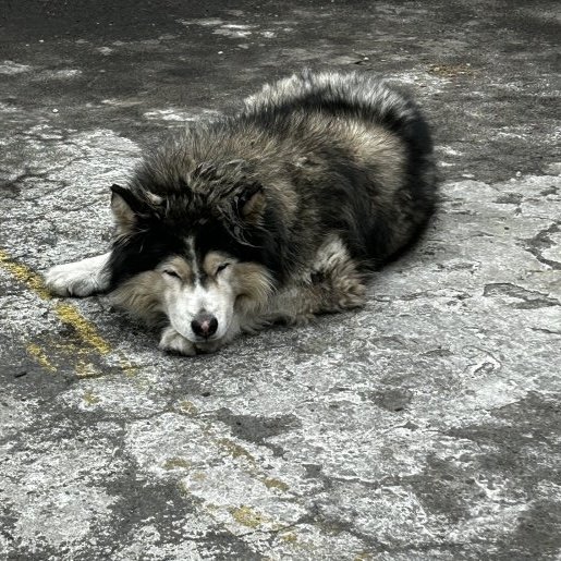 visto Desconocido malamute gris