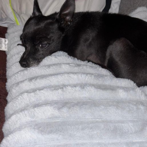 perdido Macho chihuahua negro