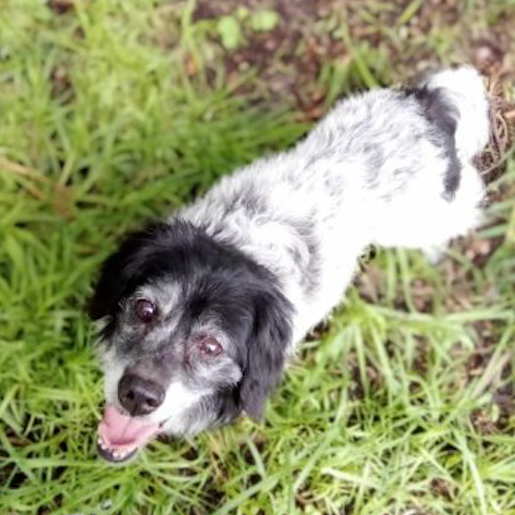 perdido Macho border collie blanco