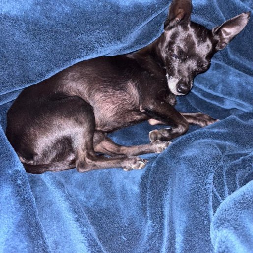 perdido Macho chihuahua negro