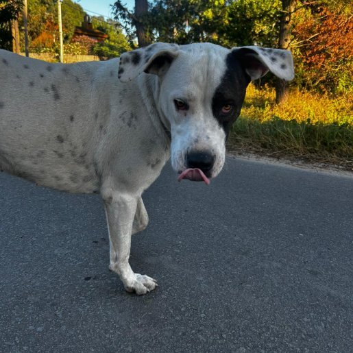 visto Hembra great dane blanco