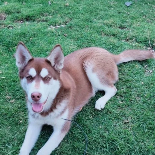 perdido Macho siberian husky cafe