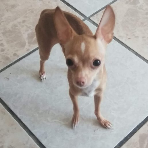 perdido Macho chihuahua cafe