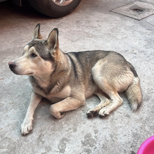 resguardo Macho siberian husky gris