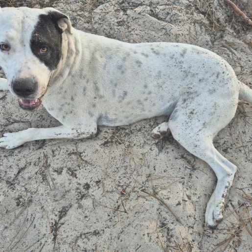 visto Hembra great dane blanco
