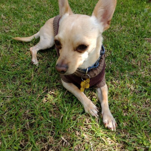 perdido Macho chihuahua cafe