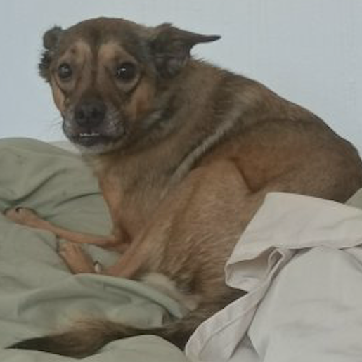 perdido Hembra boxer beagle mix cafe