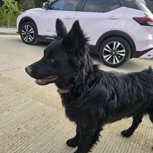 visto Desconocido schipperke negro