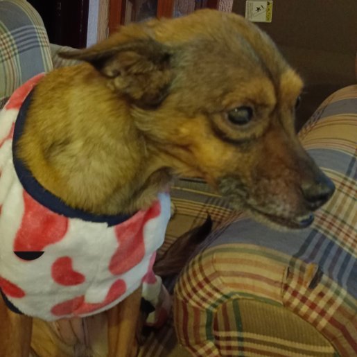 perdido Hembra boxer beagle mix cafe