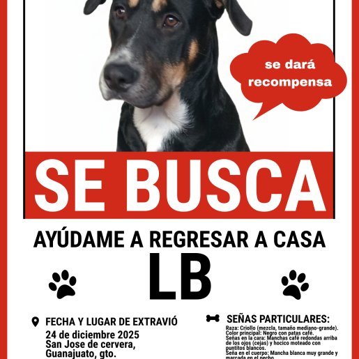 perdido Macho rottweiler negro