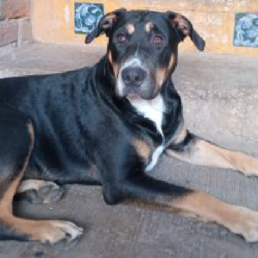 perdido Macho rottweiler negro