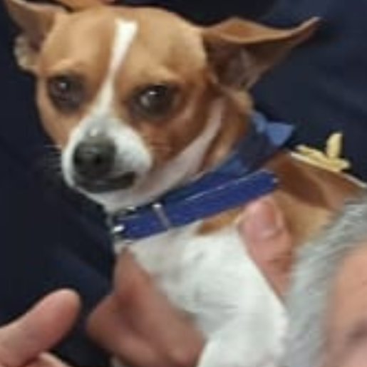 perdido Macho chihuahua cafe