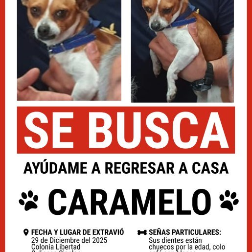 perdido Macho chihuahua cafe