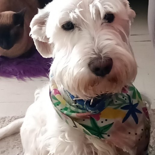 perdido Macho cockapoo blanco