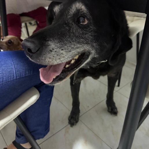 perdido Macho beagle shepherd mix negro