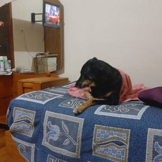perdido Hembra rottweiler shepherd mix negro