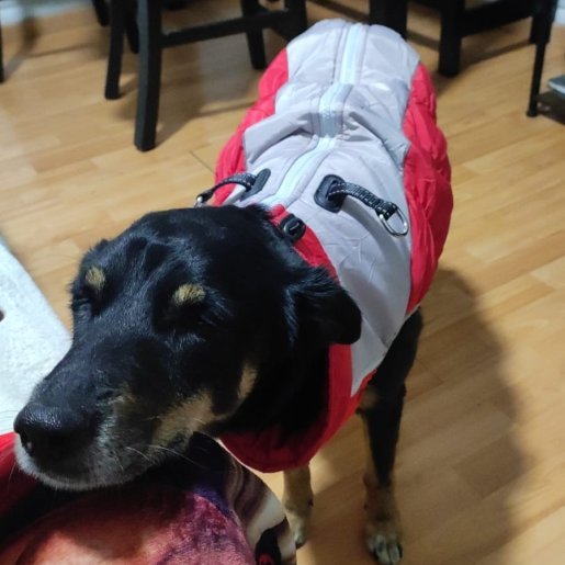 perdido Hembra rottweiler shepherd mix negro