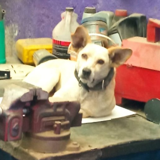 perdido Hembra basenji
 cafe