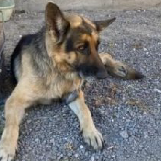 resguardo Macho german shepherd cafe