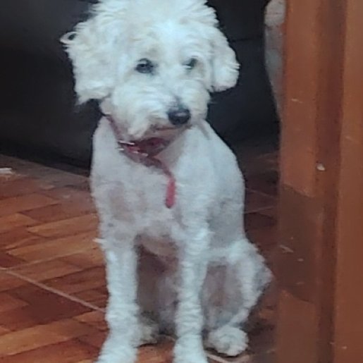 perdido Macho maltipoo blanco
