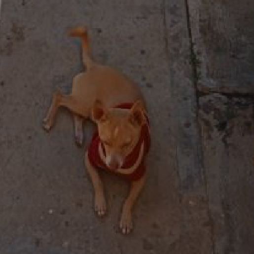 perdido Macho chihuahua cafe