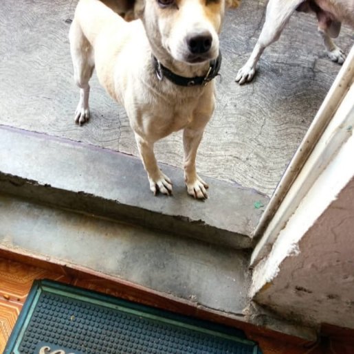 perdido Hembra basenji
 cafe