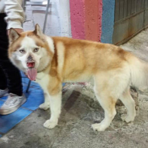 resguardo Macho siberian husky cafe