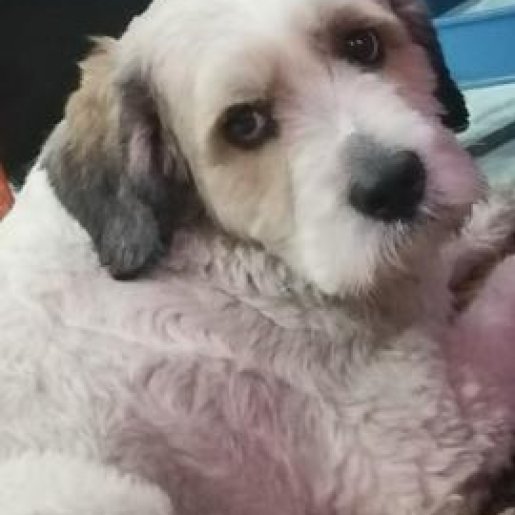 perdido Macho cockapoo blanco