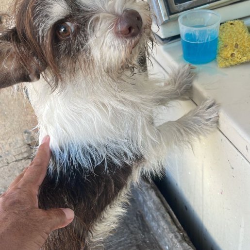 perdido Macho chinese crested dog cafe