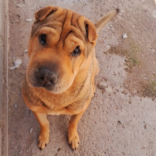 perdido Macho bull mastiff cafe