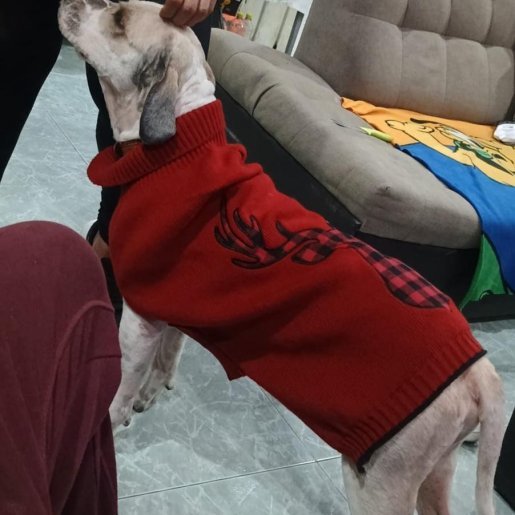 perdido Macho cockapoo blanco