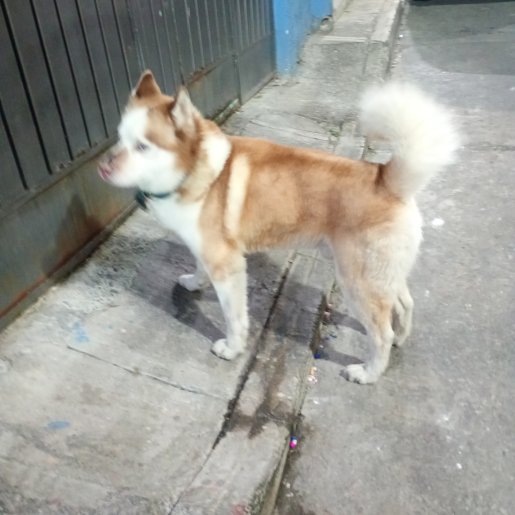 resguardo Macho siberian husky cafe