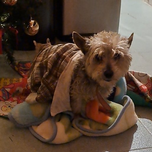 resguardo Macho cairn gris