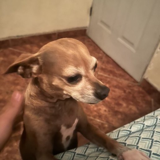 perdido Hembra labmix cafe