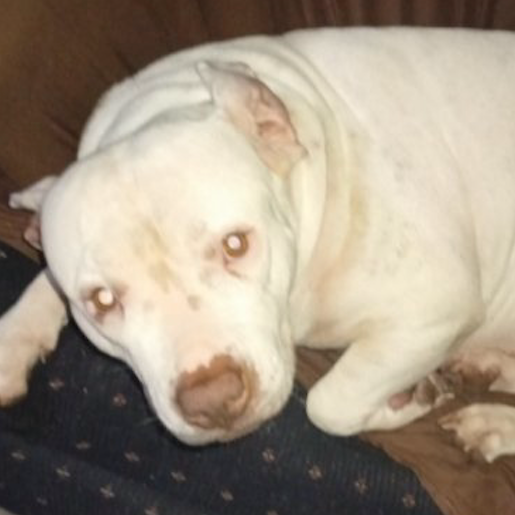 perdido Hembra staffordshire bull terrier blanco