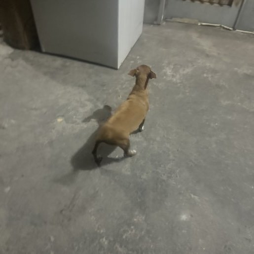 perdido Hembra labmix cafe