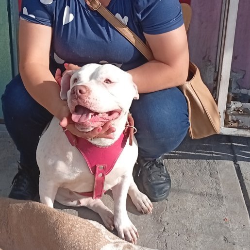perdido Hembra staffordshire bull terrier blanco