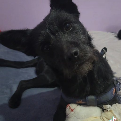perdido Hembra schnoodle negro