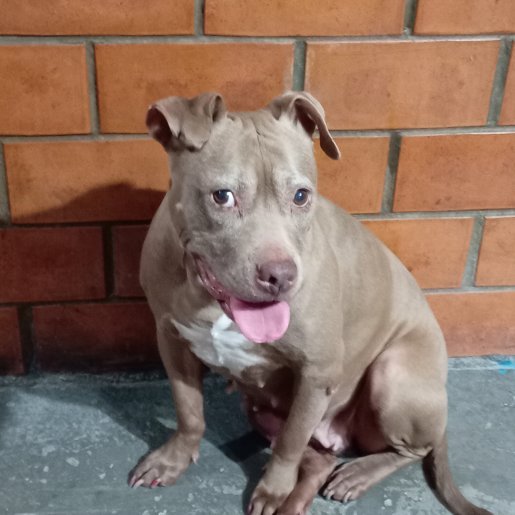 perdido Hembra american pit bull cafe