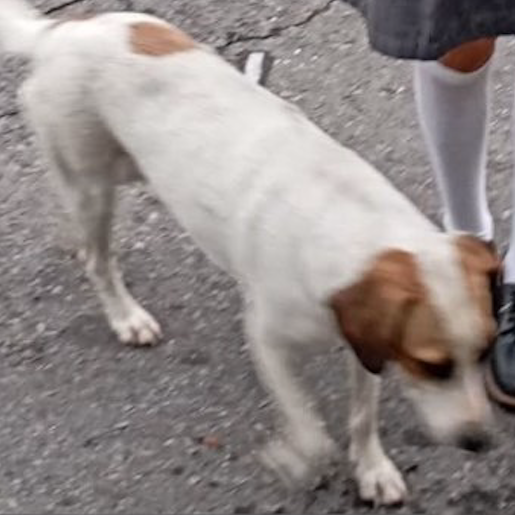 perdido Hembra boxer beagle mix blanco
