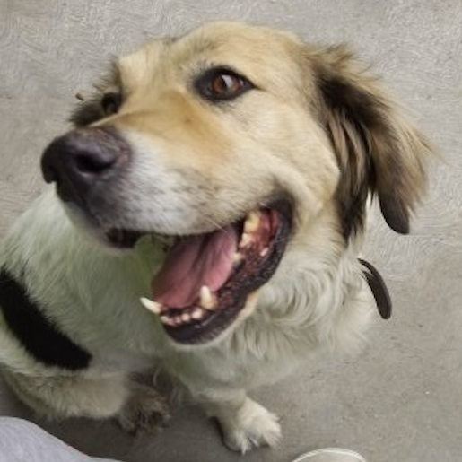 perdido Macho golden retriever blanco
