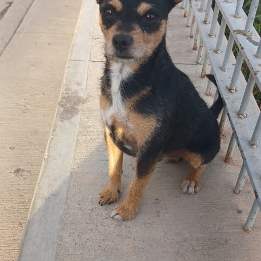 perdido Macho miniature pinscher negro