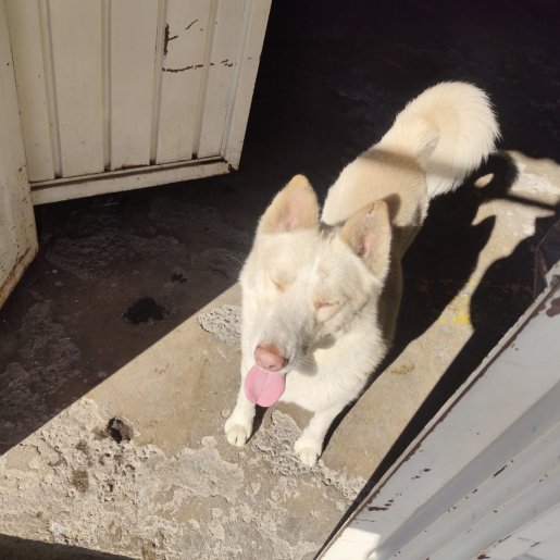 resguardo Macho pitsky blanco