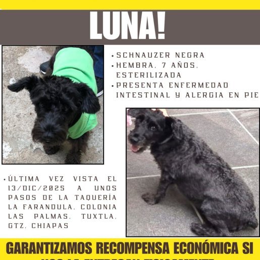 perdido Hembra schnauzer negro