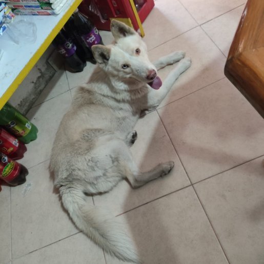 resguardo Macho pitsky blanco