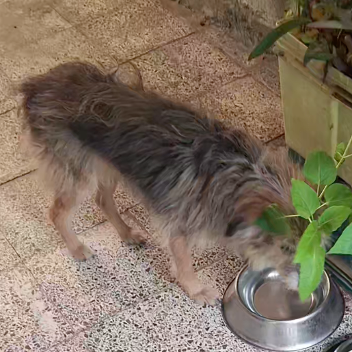 perdido Hembra dorkie gris