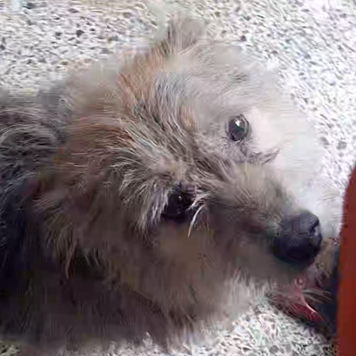 perdido Hembra dorkie gris