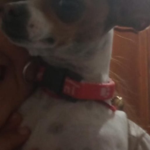 resguardo Hembra chihuahua cafe