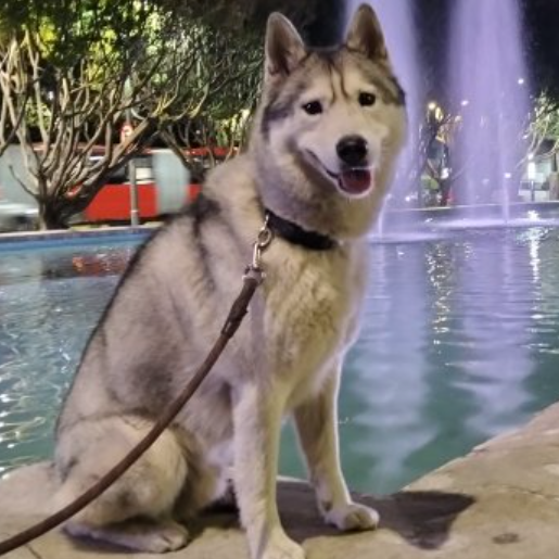 perdido Macho siberian husky gris