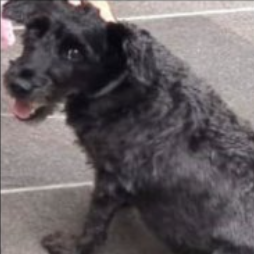 perdido Hembra schnauzer negro